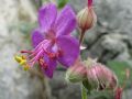 Geranium macrorrhizum